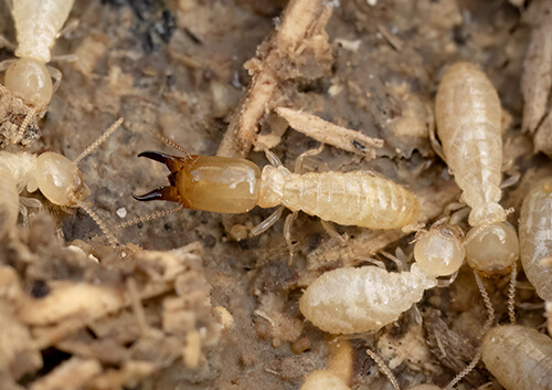 Subterranean Termites